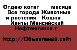 Отдаю котят. 1,5 месяца - Все города Животные и растения » Кошки   . Ханты-Мансийский,Нефтеюганск г.